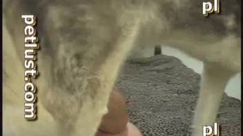 Guy with a gorgeous physique performs deep oral on a canine's cock