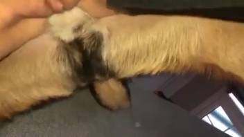 Steamy beast lover savoring intimate thrusting in high def