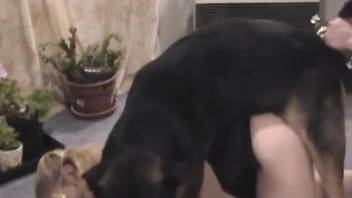 BBW beauty goes on all fours to take a dog's cock