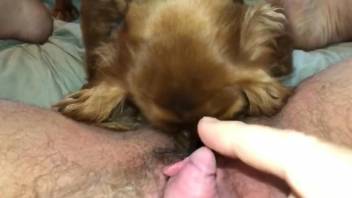 Lady with an oversized clit gets licked by a dog