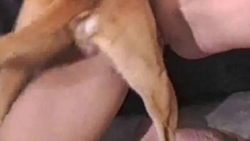 The dog laps at my breasts and vagina in the bedroom