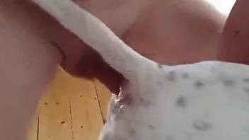 White dog getting fucked by a dude's stiff cock
