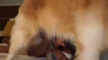 Brunette slobbering all over a dog's dick on camera