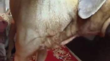 Dark-haired woman gets on hands and knees to receive canine penis deeply