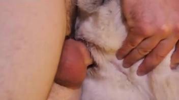 Dude slides his meaty cock inside of the beast's hole
