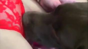 Attractive blond woman attempts to kiss a dog passionately on webcam