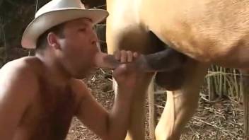 Open-air sex video featuring an aroused duo and a stud horse