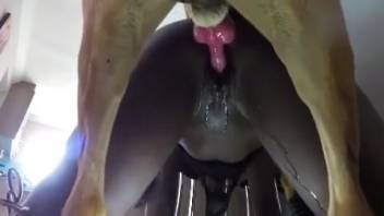 Black beauty drenched in intense bestiality romp