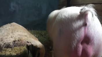 Attentive blonde gets creampied by a sexy pig