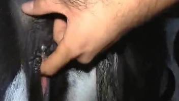 Dude is ready to gape a mare's hot pussy from behind