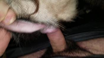 Beast's pussy is pounded from behind massively