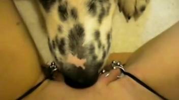 Pierced pussy babe getting licked thoroughly by a dog