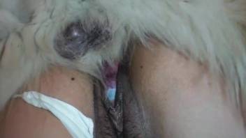 Brunette woman shoves big dog penis up her wet pussy