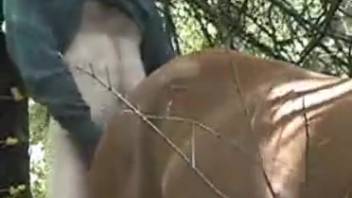 Rough blowjob and bare bestiality erotica for a horny homosexual dude