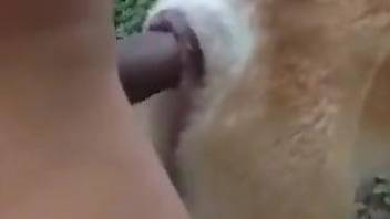 Dude punishing this dog's pussy with his cock