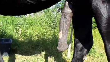 Massive horse-like penis highlighted for the camera