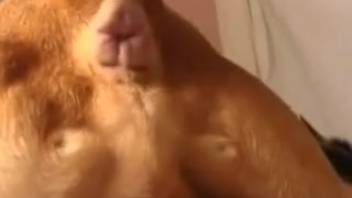 Excited woman senses rigid length of authentic canine cock pounding into her