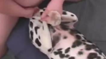 Dalmatian getting dicked violently by a horny dude