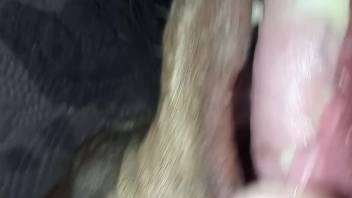 Guy aggressively screws fluffy canine on webcam and ejaculates inside her vagina