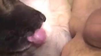 Man loves the dog licking his butt and even penetrating it