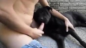 Dog pleases owner by licking his dick when he's jerking off
