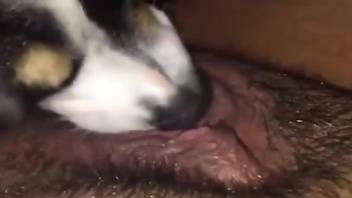 Trimmed pussy hottie getting licked thoroughly by a dog