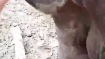 Guy banging a dripping wet cunt owned by a wild creature