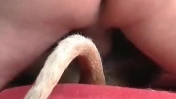 Tiny dog getting plowed by a big dicked super stud