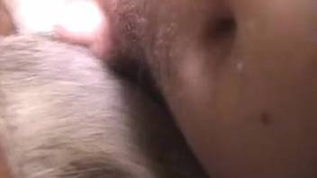 Horny guy brutally screws female dog in her cunt and butthole