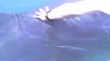 Beastiality footage with sea creature zoophilia in a live cam session