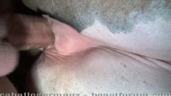 Horse sex zoophilia along man enjoying a horse vagina