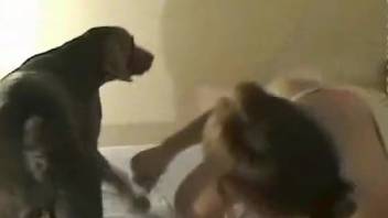 Naughty dark-haired girl gets fucked by an aroused canine