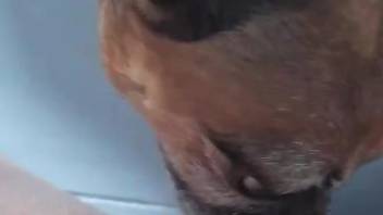 Dog sniffs and licks owner's ass in dirty homemade zoo XXX