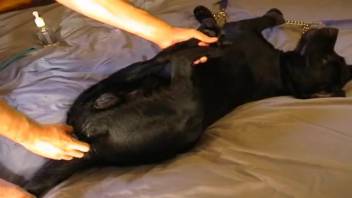Attractive dude employing his dick to satisfy an ebony monster
