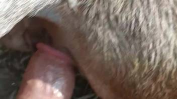 Obedient creature engulfs a highly veined shaft deep within