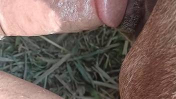 Submissive animal takes a very veiny cock deep inside