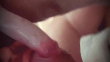 Sexy woman toys with the canine cock during private webcam deviances