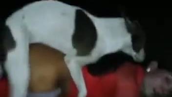 Thrilling intimate encounter featuring a lustful pup