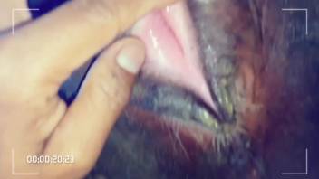 Animal pussy getting fingered and otherwise teased