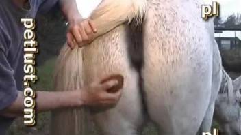 Various dudes eating mare pussies and fucking them