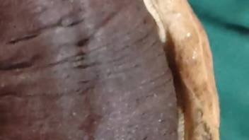 Mollusk delighting that vascular cock with ecstasy