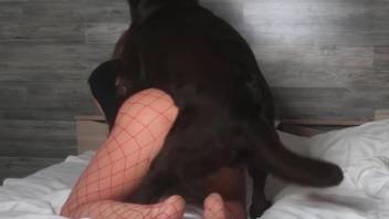 Naked sluts involve animals into their cam perversions