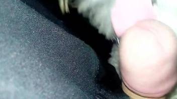 Guy's micropenis is being pleasured by a white mutt