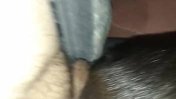 Horny male inserts whole penis into the animal's wet ass