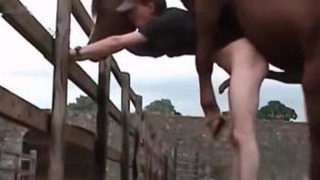 Loud pleasures for this gay male during anal with a horse