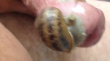 Dude lets two snails pleasure his penis in a hot way