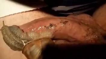 Guy fucking snails in a way that makes them cum too