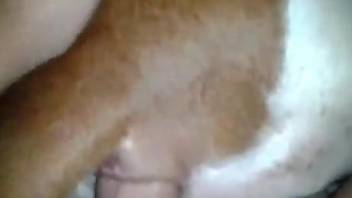 Dude puts a cock in a dog's pussy to fuck it hard