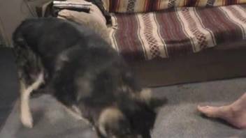 Curvy bestiality-loving blonde being hammered by an aroused canine