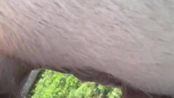 Aroused guy tests boundaries with intense penetration of a horse